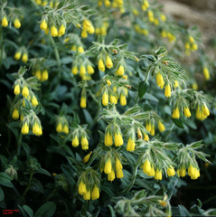 Onosma frutescens