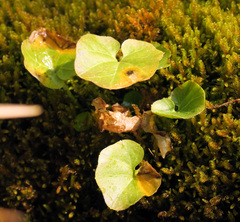 Cardamine cordifolia