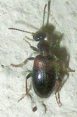 Hirticomus biplagiatus