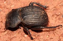 Gonopus