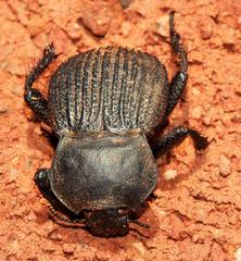 Gonopus