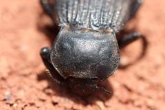 Gonopus