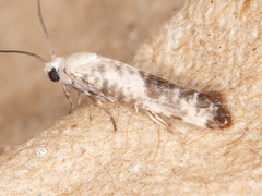 Atemelia casimiroae