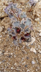 Euphorbia copiapina