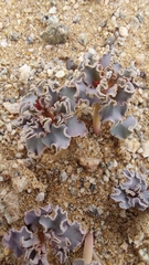 Euphorbia copiapina