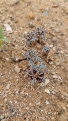 Euphorbia copiapina