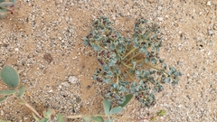 Euphorbia copiapina
