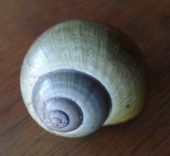 Pomacea flagellata
