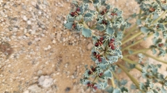Euphorbia copiapina