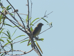 Sporophila caerulescens