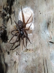 Xeropigo tridentiger