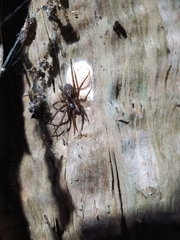 Xeropigo tridentiger