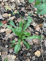 Taraxacum officinale