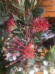 Grevillea thelemanniana