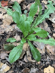 Taraxacum officinale