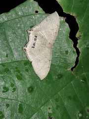 Psamathia placidaria