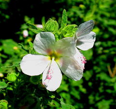 Pavonia columella