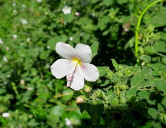 Pavonia columella