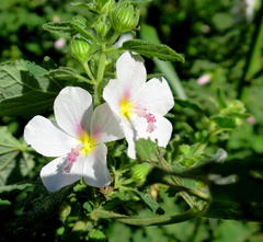 Pavonia columella
