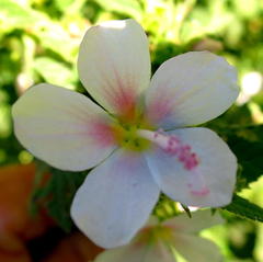 Pavonia columella