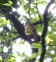 Pterorhinus pectoralis