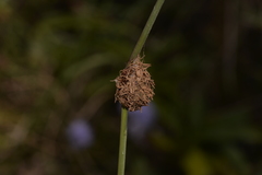 Chorizandra cymbaria