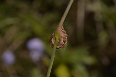 Chorizandra cymbaria
