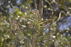 Melaleuca pachyphylla