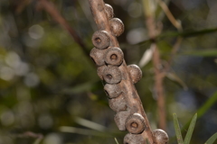 Melaleuca pachyphylla