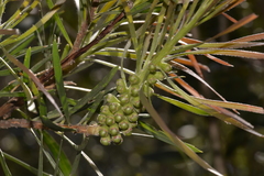 Melaleuca pachyphylla