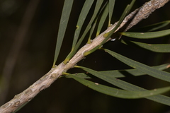 Melaleuca pachyphylla