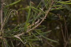 Melaleuca pachyphylla