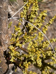 Arceuthobium littorum