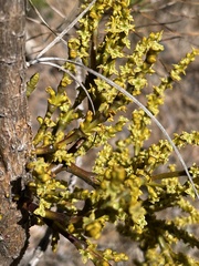 Arceuthobium littorum