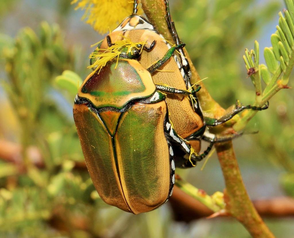 Dischista cincta (Cetoniinae of Africa) · iNaturalist