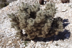 Cylindropuntia chuckwallensis