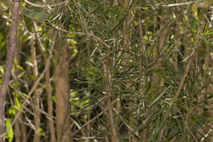 Melaleuca pachyphylla