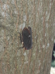 Acraephia perspicillata