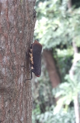 Acraephia perspicillata