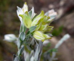 Amphithalea tomentosa