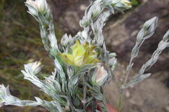 Amphithalea tomentosa