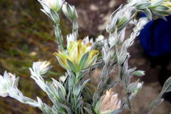 Amphithalea tomentosa