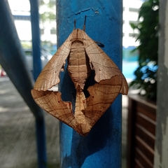 Marumba dyras