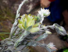 Amphithalea tomentosa