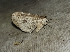 Stamnodes gibbicostata