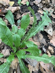 Taraxacum officinale