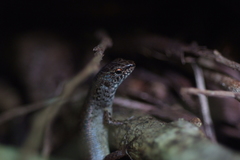 Celatiscincus euryotis