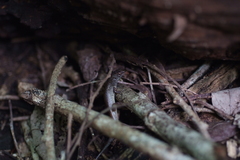 Celatiscincus euryotis