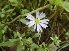 Aster hispidus