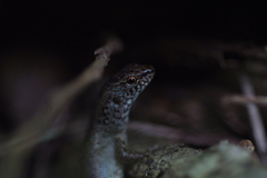 Celatiscincus euryotis